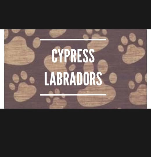 'Show Quality 
Pure Bred
Championship Bloodline 
AKC Registered 

CONTACT THROUGH 👇🏼
www.cypresslabradors.com'