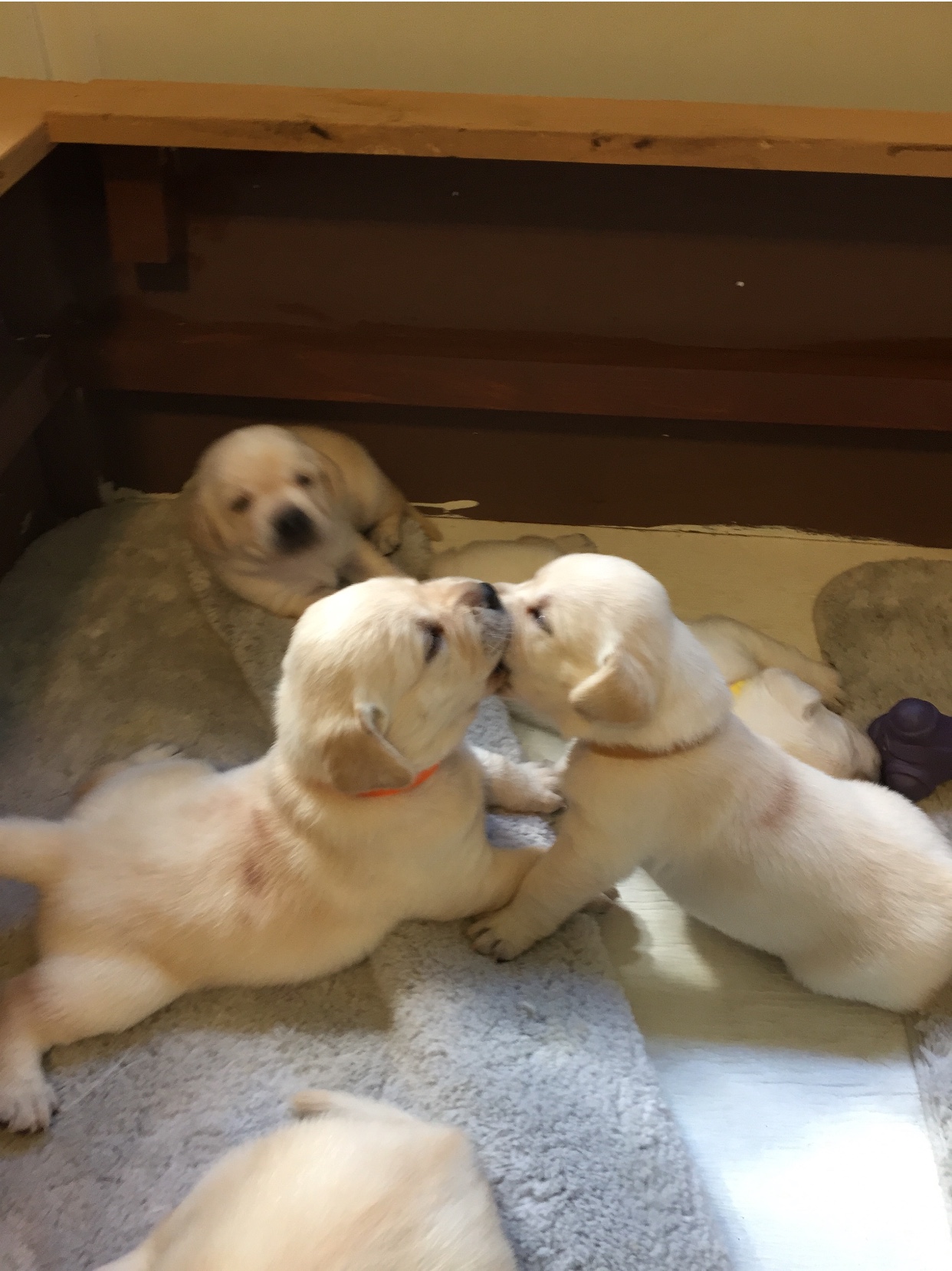registered labrador puppies
